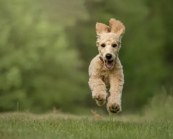 Cachorro de caniche saltando en el pasto